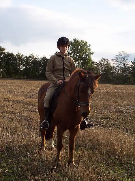 Anden særlig race Felix *SOLGT* - På stubmarken igen :D billede 11