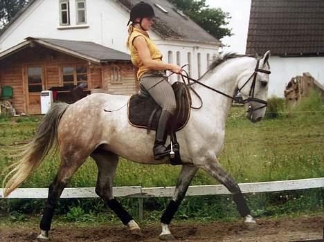 Holstener Charmeur - Midtjysk Ridecenter taget i juni 2006 inden vi flyttet til fyn billede 7