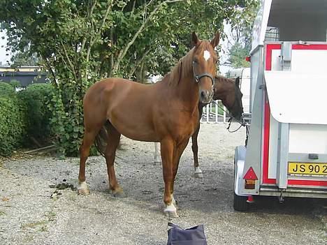 Frederiksborg Caletto Albæk - Caletto  billede 1