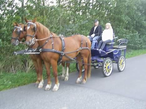 Frederiksborg Caletto Albæk - Caletto & hans lillebror billede 2
