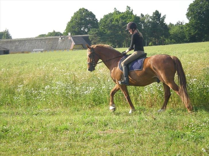 Frederiksborg Caletto Albæk - Caletto og jeg billede 3