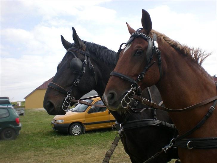Frederiksborg Caletto Albæk - Caletto og Thor billede 4