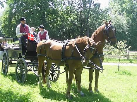 Frederiksborg Caletto Albæk - og igen billede 6