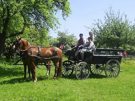 Frederiksborg Caletto Albæk - og igen :O billede 7