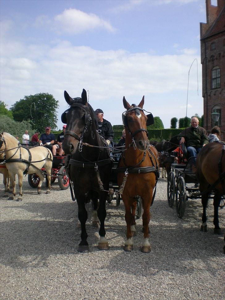 Frederiksborg Caletto Albæk - på Egeskov slot 2010 billede 8