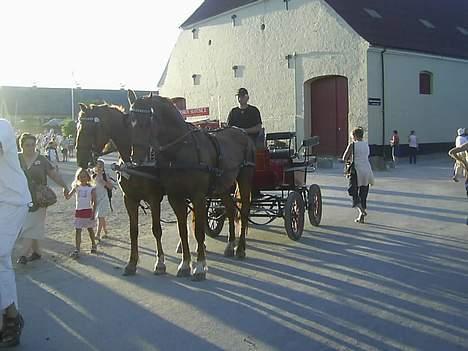 Frederiksborg Caletto Albæk - Egeskov slot billede 9