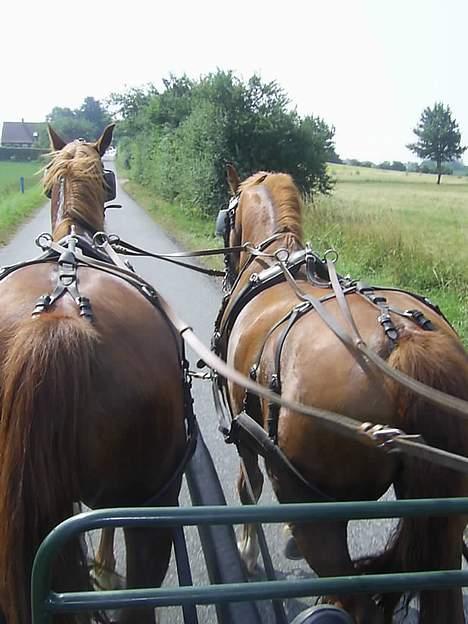 Frederiksborg Caletto Albæk - På tur på ferieugen 2006 billede 10