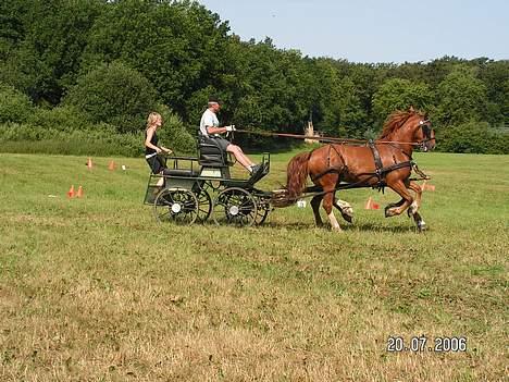 Frederiksborg Caletto Albæk - Topkørsel billede 11