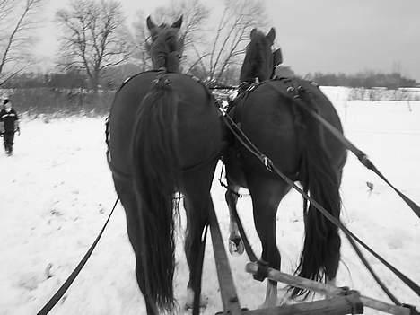 Frederiksborg Caletto Albæk - Vinteren 2005 / 2006 billede 12