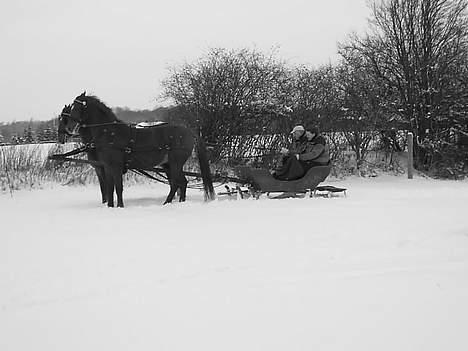Frederiksborg Caletto Albæk - og igen billede 13