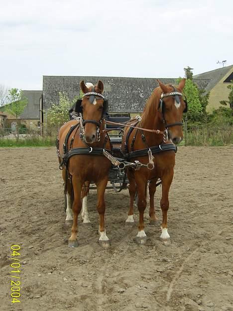 Frederiksborg Caletto Albæk - Træning billede 14