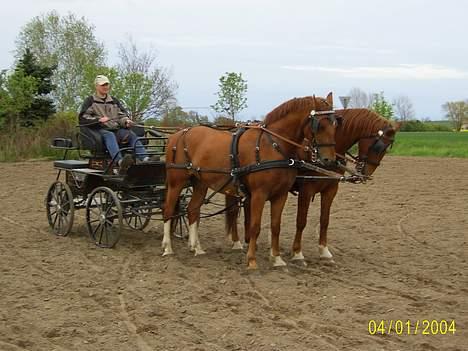 Frederiksborg Caletto Albæk - træning igen billede 15