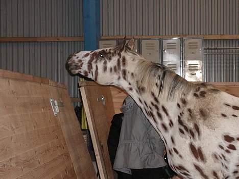 Appaloosa Santuti R.I.P billede 11