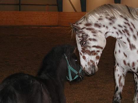 Appaloosa Santuti R.I.P billede 12
