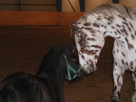 Appaloosa Santuti billede 12