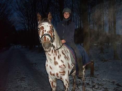 Appaloosa Santuti R.I.P billede 13