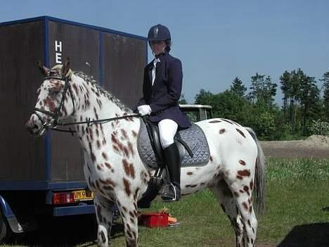 Appaloosa Santuti R.I.P billede 14