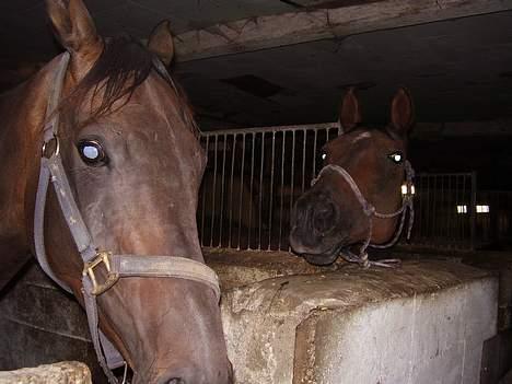 Fuldblod (XX) (¯`v´¯)Big ben(¯`v´¯) - er lige kommet til mit nye hjem billede 4