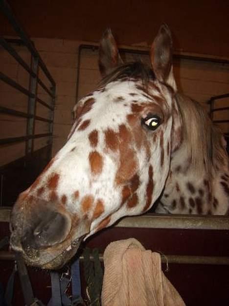 Appaloosa Santuti R.I.P billede 10