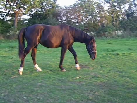 Oldenborg Thor - THOR billede 2