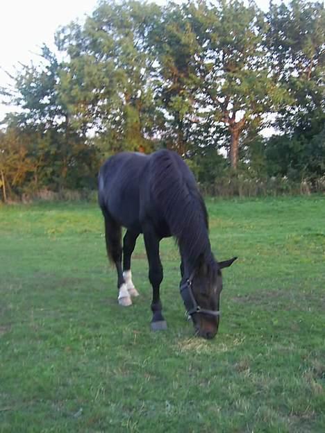 Oldenborg Thor - & igen billede 4