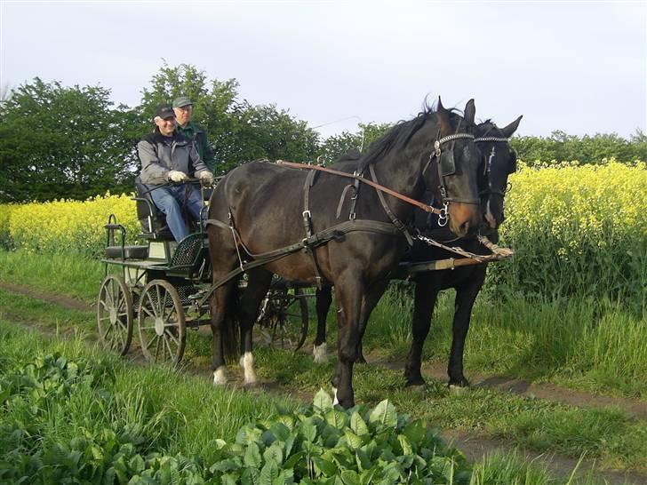 Oldenborg Thor - foran vognen billede 5