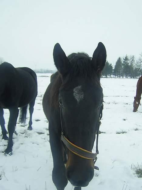 Oldenborg Thor - I sneen . (vinteren 2005/2006) billede 7