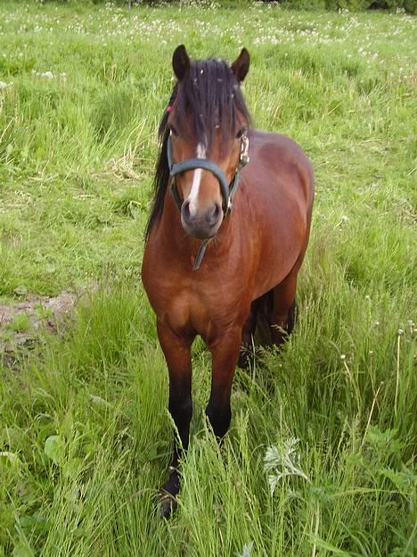 Welsh Pony af Cob-type (sec C) (¯`v´¯) taro (¯`v´¯) - hej lurre lige igen billede 1