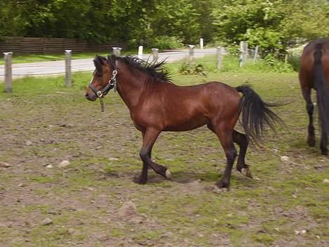Welsh Pony af Cob-type (sec C) (¯`v´¯) taro (¯`v´¯) billede 2