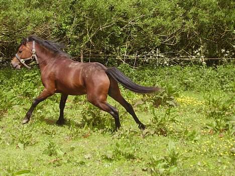 Welsh Pony af Cob-type (sec C) (¯`v´¯) taro (¯`v´¯) - jeg kan også løbe lidt når jeg alser ikk ser på damer  billede 4