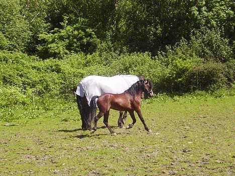 Welsh Pony af Cob-type (sec C) (¯`v´¯) taro (¯`v´¯) - mig og min pleje far billede 5