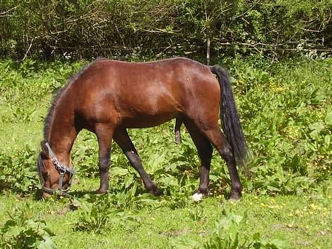 Welsh Pony af Cob-type (sec C) (¯`v´¯) taro (¯`v´¯) - står lige og drømmer om damer billede 6