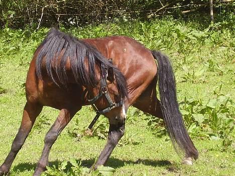 Welsh Pony af Cob-type (sec C) (¯`v´¯) taro (¯`v´¯) - nu er det en der bider  billede 7