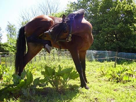 Welsh Pony af Cob-type (sec C) (¯`v´¯) taro (¯`v´¯) - øv jeg fik den ikke før nu prøver jeg  og fange den der bider mig her  billede 8