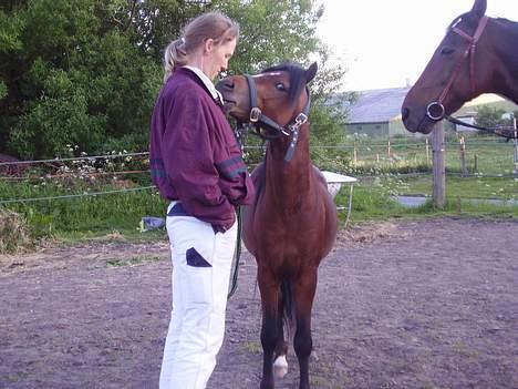 Welsh Pony af Cob-type (sec C) (¯`v´¯) taro (¯`v´¯) billede 9