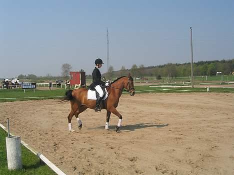 Arabisk fuldblod (OX) Emma ox (solgt) - 2006 kan ikke huske hvor billede 13