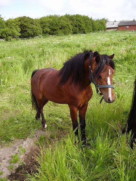 Welsh Pony af Cob-type (sec C) (¯`v´¯) taro (¯`v´¯) billede 10