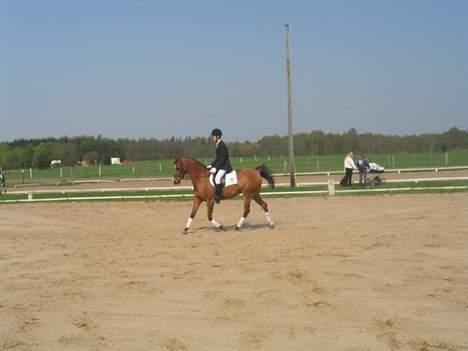 Arabisk fuldblod (OX) Emma ox (solgt) - 2006 kan ikke huske hvor billede 14