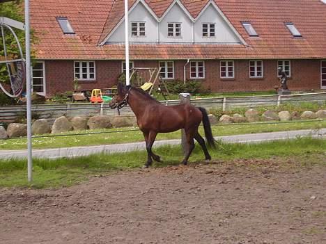 Welsh Pony af Cob-type (sec C) (¯`v´¯) taro (¯`v´¯) - UMM HOPPE I SIGTE billede 12