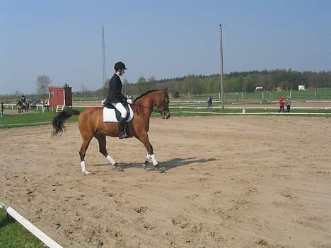 Arabisk fuldblod (OX) Emma ox (solgt) - harrislev 2006 billede 15