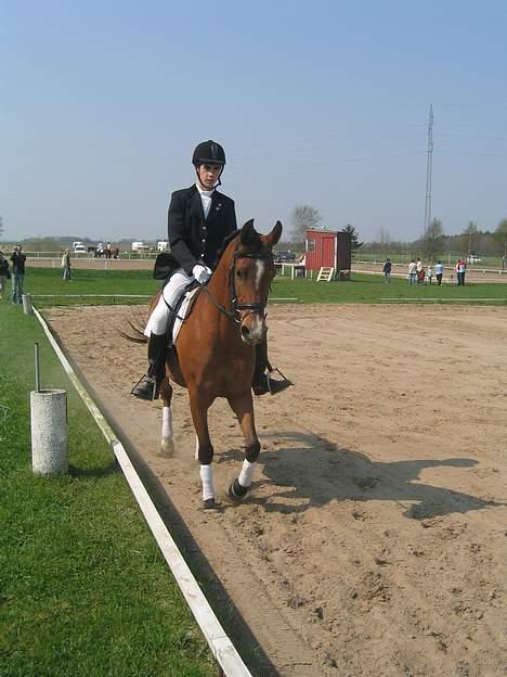 Arabisk fuldblod (OX) Emma ox (solgt) - harrislev 2006 billede 16