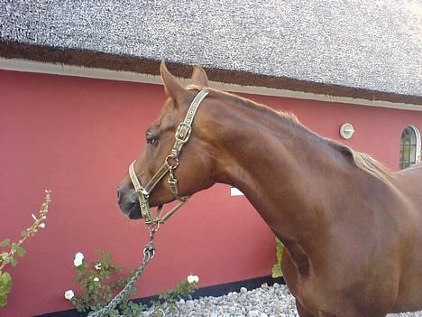 Anden særlig race Mariska *Lady* - fine XD billede 16