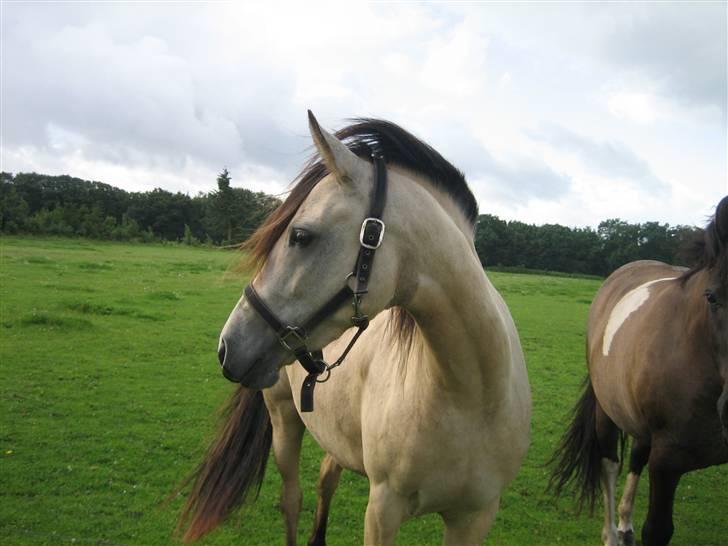 Anden særlig race Shanon´<3 Solgt...  - Shanon.. <3 billede 10