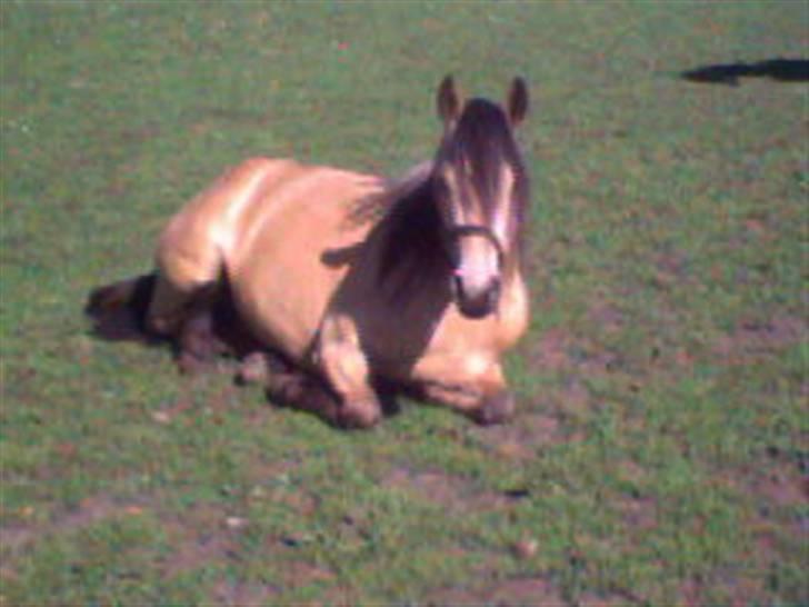 Anden særlig race Shanon´<3 Solgt...  billede 11