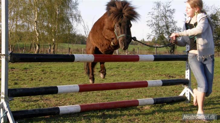 Shetlænder Smut  - Smut springer sin egen højde! :O billede 6