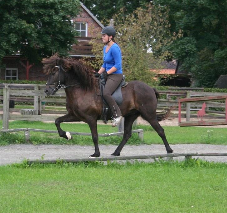 Islænder Háleggur fra S. Sognstrup - Arbejdstölt August 2010 [Taget af Anna] billede 15