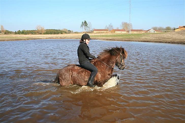 Islænder Háleggur fra S. Sognstrup - Háleggur tér sig i vandet ;) <3 [Taget af Kristiane <3] billede 17
