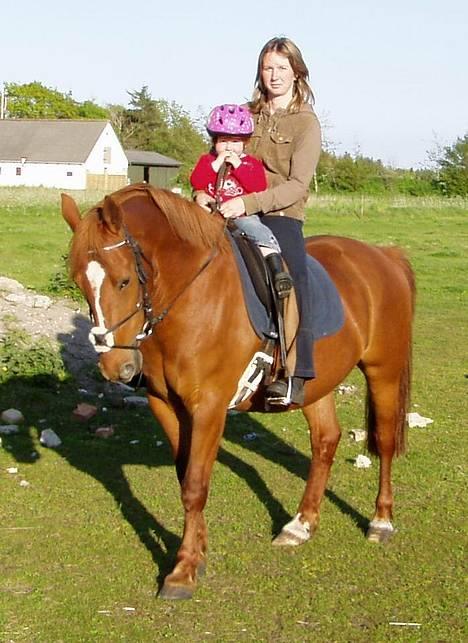 Anden særlig race Prins billede 9