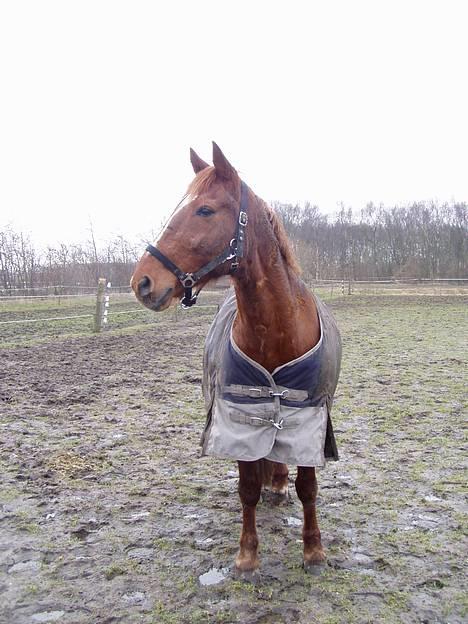 Anden særlig race Prins billede 10