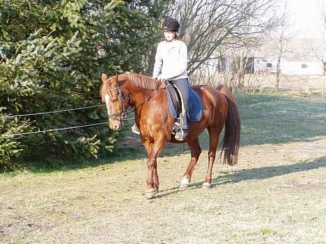 Anden særlig race Prins billede 11
